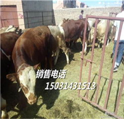 青海牲畜市场肉牛犊自选集市指南 开启肉牛养殖高效之路