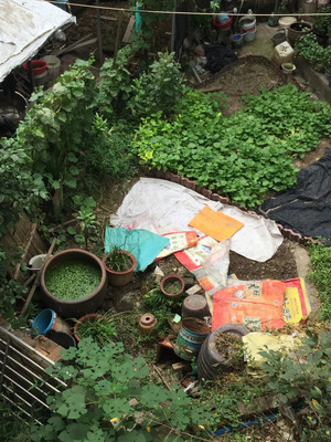 东阳某小区住户擅自搭棚养鸡鸭，气味令人窒息，居民苦不堪言