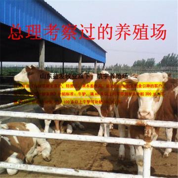 科学制定奶牛饲养标准 以山东嘉祥肉牛养殖实践为例